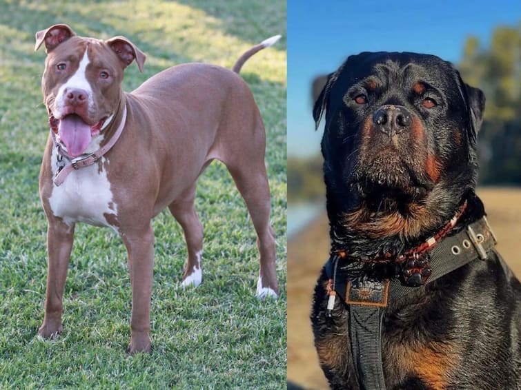 PETA reiterates demand for ban on pitbull Rottweiler and mastiff dog breeds Pitbull: தொடரும் ’பிட்புல்’ இன நாய்களின் கொடூர தாக்குதல்... ஆபத்தான நாய் இனங்களுக்கு தடை விதிக்க பீட்டா அழுத்தம்...