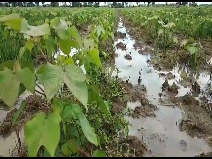 திருவாரூர் மாவட்டத்தில் பருத்தி விவசாயிகளுக்கு கிடைக்க வேண்டிய லாபத்தை சூறையாடிய தொடர் மழை