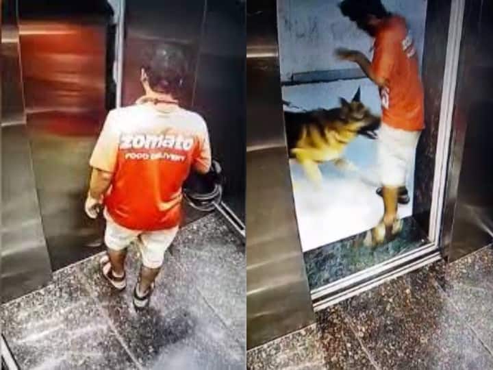 Maharashtra A German Shepherd bitten by a delivery boy as he exited lift in Panvel Panvel News: नहीं थम रहा कुत्तों का आतंक, अब जर्मन शेफर्ड ने डिलीवरी ब्वॉय को प्राइवेट पार्ट में काटा