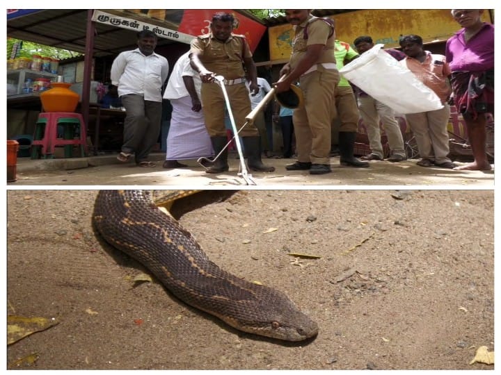 கடைக்குள் புகுந்த பாம்பு .....அலறி அடித்து ஓடிய மக்கள்... நெல்லையில் பரபரப்பு