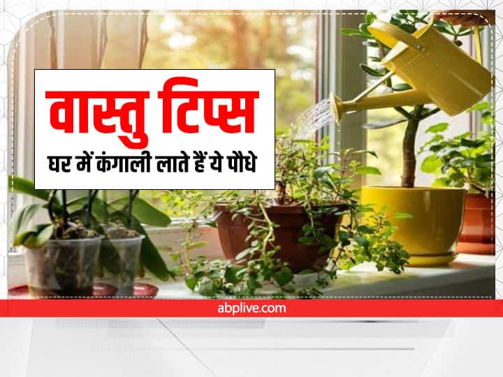 Vastu Plant For Home: वास्तु शास्त्र के अनुसार घर में रखी हर चीज जीवन पर अपना प्रभाव डालती है. वास्तु शास्त्र में कुछ ऐसे पौधों के बारे में बताया गया है जिन्हें घर में लगाने से कंगाली आती है