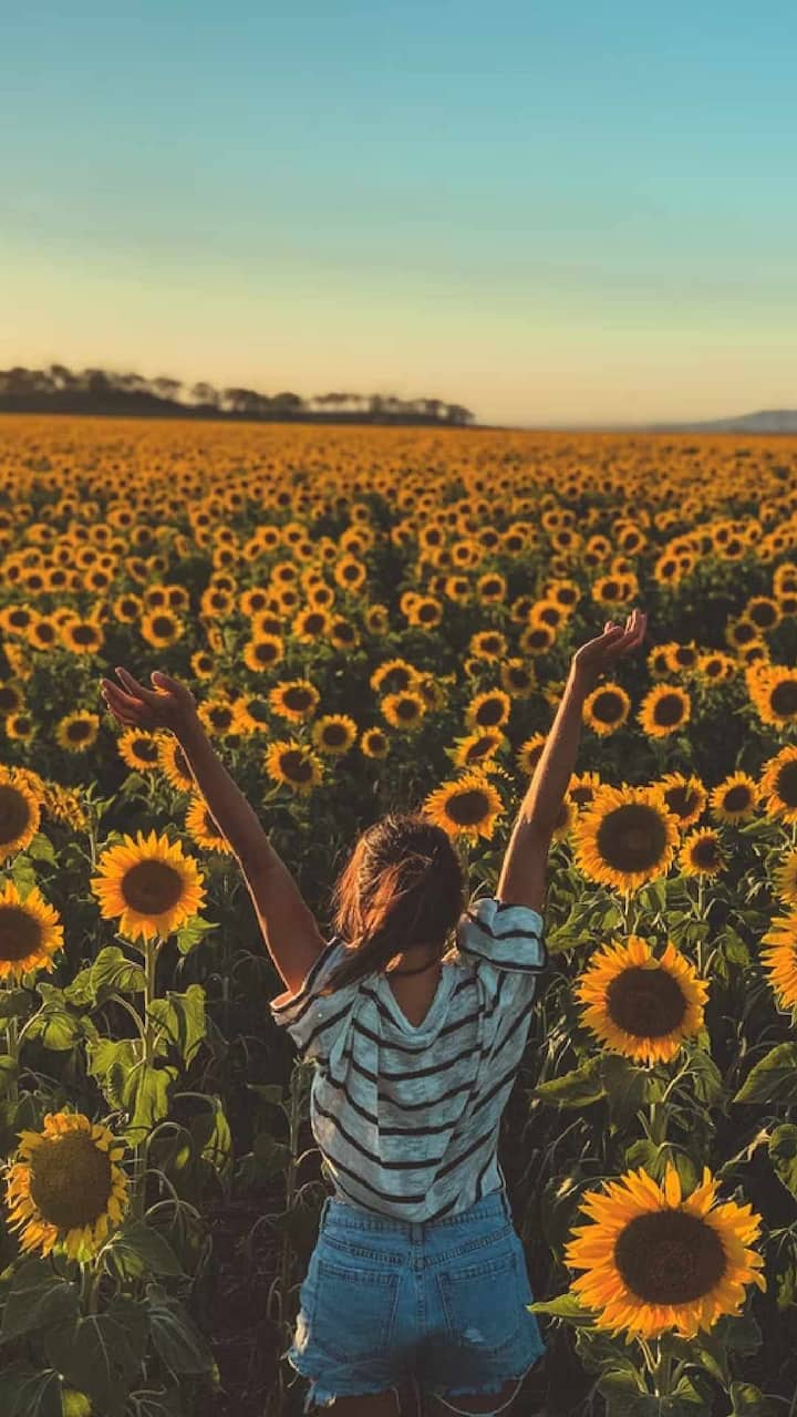 सूर्यफुलाच्या बिया खाल्ल्यामुळे शारीरिक आणि मानसिक विकासास मदत करते.