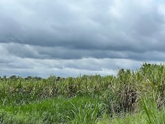 Maharashtra Rain : 12 सप्टेंबरपासून कोकणसह मुंबई आणि ठाण्यात पावसाचा जोर वाढणार, पुढील पाच दिवस मान्सून सक्रिय