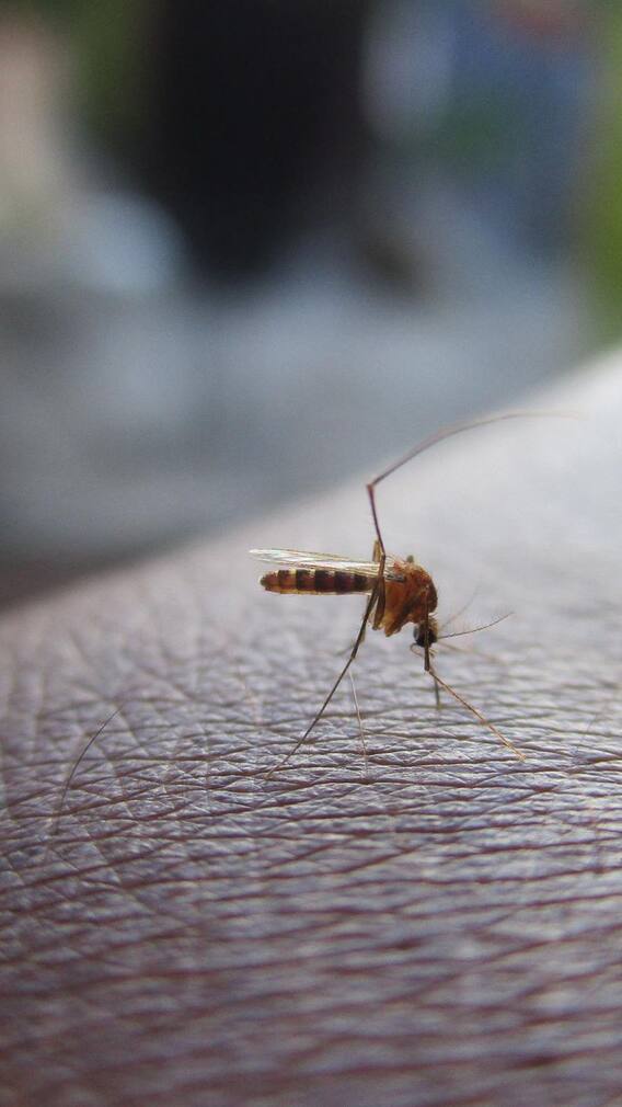 মশার কামড় আটকাতে সহজ টিপস!