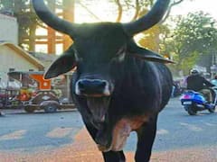 सांड को डंडा दिखाना बुजुर्ग को पड़ा भारी, कुछ सेकेंड में पटकर ली जान, सीसीटीवी कैमरे में कैद घटना