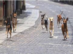 नसबंदी से कंट्रोल की जाएगी कुत्तों की आबादी, लखनऊ में बनेगा एक और पशु जनसंख्या नियंत्रण केंद्र