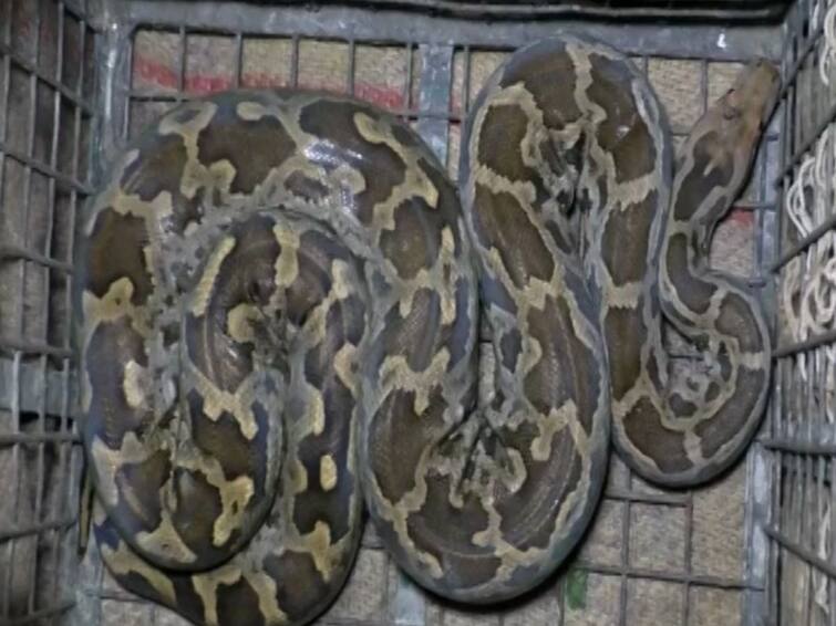 An 8 foot long snake was recovered in Basirhat North 24 Paraganas creating a stir in the area North 24 Paraganas: বসিরহাটে উদ্ধার ৮ ফুট দীর্ঘ ময়াল সাপ, চাঞ্চল্য ছড়াল এলাকায়