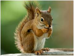 एक गिलहरी की वजह से गुल हो गई 10 हजार घरों की बिजली, 2 स्कूल के हजारों बच्चे भी हुए परेशान