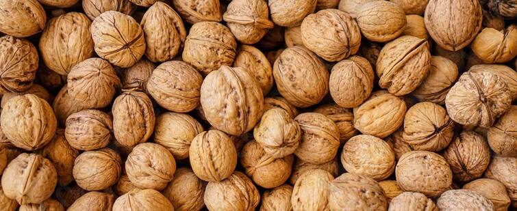 Walnut Eating Method: Walnuts make the mind calm, the intellect quick and the body strong, know when and how to eat walnuts. Walnut Eating Method : ਮਨ ਨੂੰ ਸ਼ਾਂਤ, ਬੁੱਧੀ ਨੂੰ ਤੇਜ਼ ਤੇ ਸਰੀਰ ਨੂੰ ਮਜ਼ਬੂਤ ਬਣਾਉਂਦਾ ਹੈ ਅਖਰੋਟ, ਜਾਣੋ ਕਦੋਂ ਅਤੇ ਕਿਵੇਂ ਖਾਈਏ ਅਖਰੋਟ