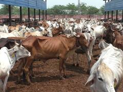 Lumpy Virus In Rajasthan: पूर्वी राजस्थान में भी दिखने लगा असर, भरतपुर में अब तक 5123 गौवंश लंपी वायरस से ग्रसित