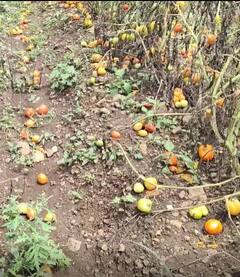 Photo : पावसामुळं पारनेर तालुक्यातील शेती पिकांचं मोठं नुकसान