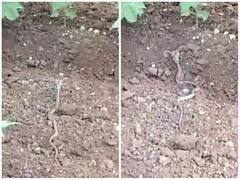 अब सांप के सिर पर उग गया सींग, वीडियो देख आंखों पर नहीं होगा यकीन