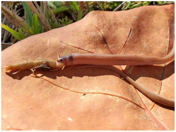 snake died due to eating millipedes know where incident happened Snake: कनखजूरे को खाने के चक्कर में हो गई दुर्लभ सांप की मौत, जानिए कहां हुई यह घटना