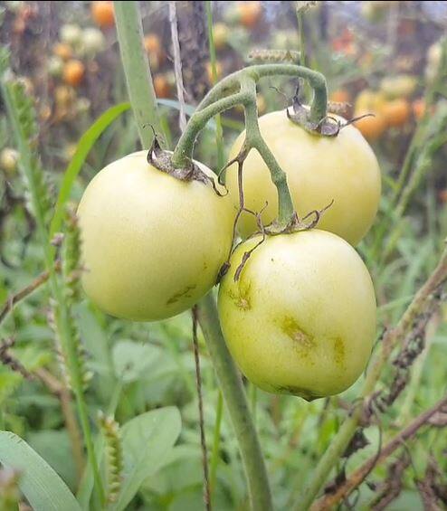 पावसामुळं पारनेर तालुक्यातील शेती पिकांचं मोठं नुकसान