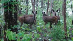In Pics: पर्यटकों के लिए खुल जाएगा छत्तीसगढ़ का उदंती सीतानदी टाईगर रिजर्व, देखें तस्वीरें