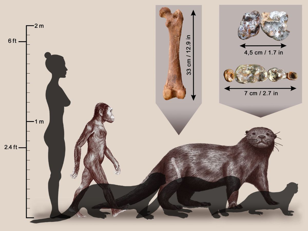 Extinct Otter Species As Huge As A Modern Lion Newly Identified In Ethiopia  Enhydriodon Omoensis