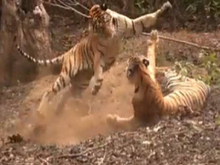 Adorable video of two tiger siblings playing together impresses the netizens l Watch here Watch Video : நெட்டிசன்களின் இதயங்களை அள்ளிய புலிக்குட்டிகளின் கொஞ்சல் விளையாட்டு..