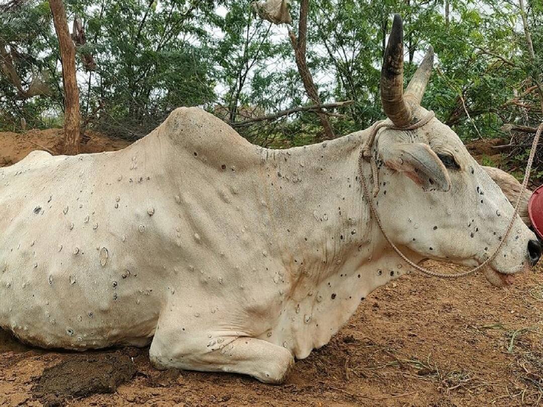 Lumpy skin outbreak in 19 districts of the state, animal markets closed Lumpy Skin Disease : राज्यातील 19 जिल्ह्यात लम्पी स्कीनचा प्रादुर्भाव, जनावरांचे बाजार आणि जत्रा बंद, लसीकरणाच्या सूचना 