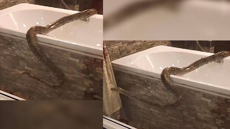 12-ft-long python slithers into woman’s bathroom netizens are concerned Viral News: বাথরুমে ঢুকে পড়ল ১২ ফুটের লম্বা অজগর! ভয়ঙ্কর সেই দৃশ্য দেখে কেঁপে উঠেছে সকলেই