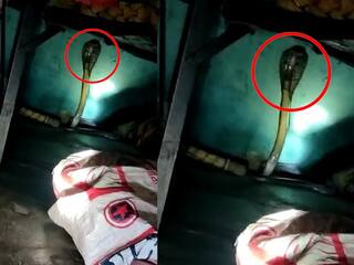 Wardha News : साखर झोपेत असताना अंथरुणात पडला कोब्रा, कुटुंबीयांनी अनुभवला काळ