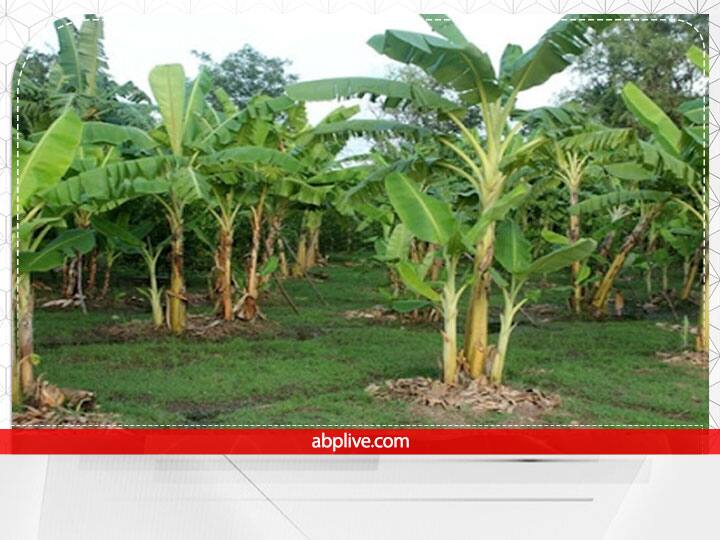 मान्यता है कि केले के पेड़ में भगवान विष्णु और देव गुरु बृहस्पति का वास होता है. इसे लगाने से घर में सुख-संपन्नता आती है लेकिन अगर इसे गलत दिशा में लगाया जाए तो यह मुश्किलें बढ़ाने का काम करता है.