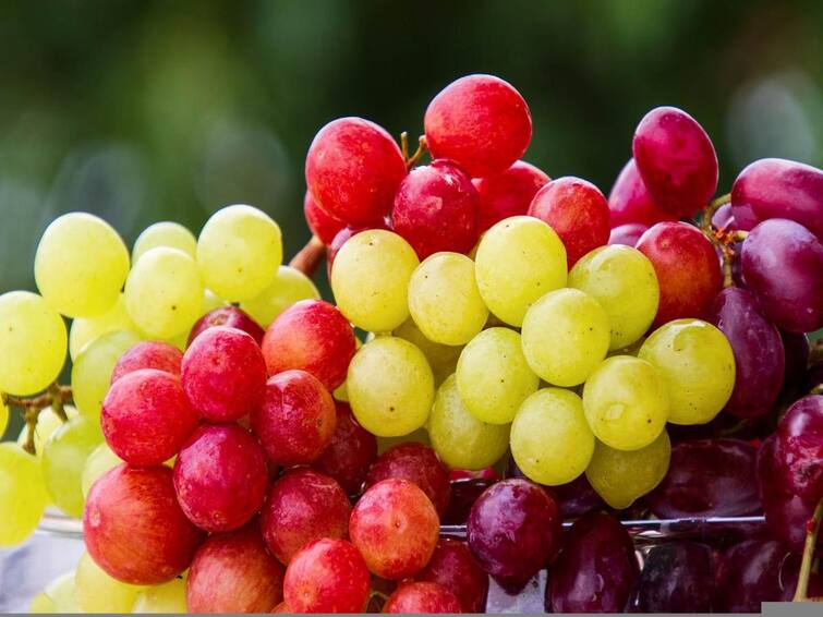 Black or green grapes know which is more nutritious for health Grapes Benefits: ઉનાળામાં ભરપેટ ખાઓ દ્રાક્ષના સેવનથી થાય છે આ ગજબ ફાયદા