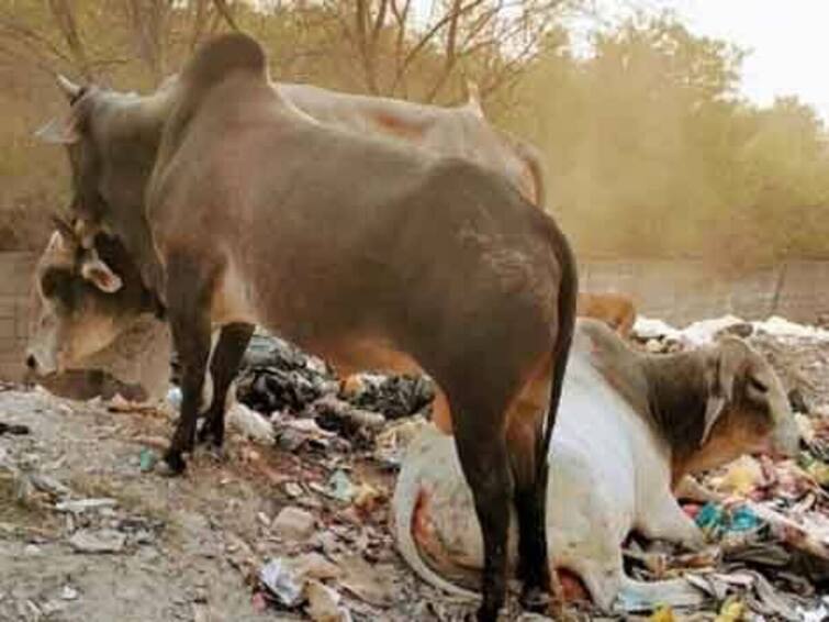 A stray bull gored a deaf woman to death in Uttar Pradesh The police have sent the body for post mortem காளை தாக்கி உயிரிழந்த மாற்றுத்திறனாளி பெண்.. ரத்த வெள்ளத்தில் சடலமாக மீட்பு..