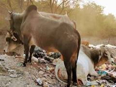 காளை தாக்கி உயிரிழந்த மாற்றுத்திறனாளி பெண்.. ரத்த வெள்ளத்தில் சடலமாக மீட்பு..