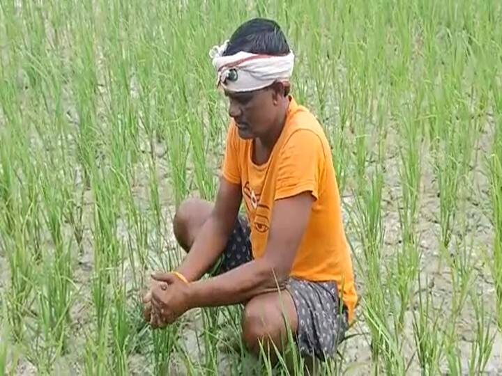 UP: The farmers of Chandauli are hit by drought, the government may declare drought-hit ann Chandauli News: 'धान के कटोरे' के किसानों पर सूखे की मार, लेकिन अब सरकार ने सुनी गुहार, किया जाएगा सूखाग्रस्त घोषित