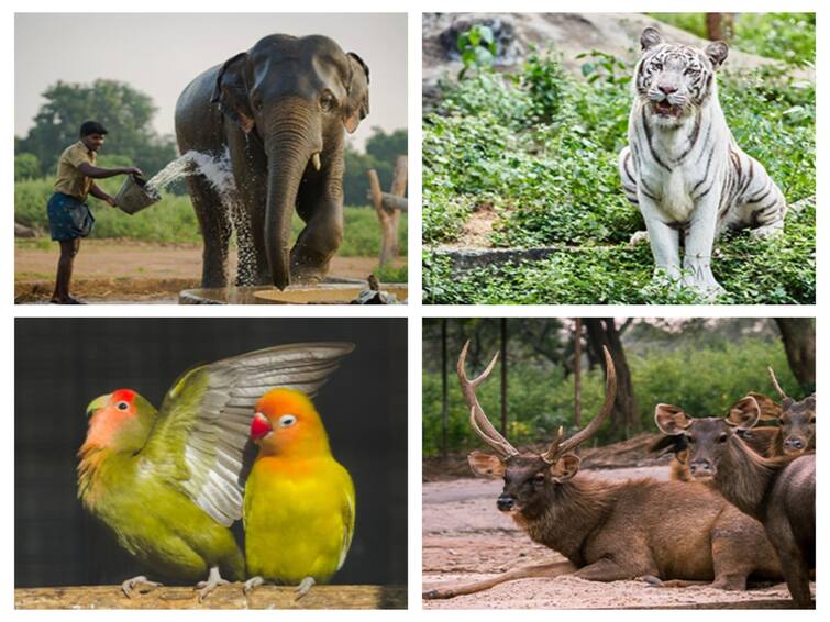 Vandalur Arignar Anna Zoological Park selected as best park in the country MoEF & CC Vandalur Zoo: நாட்டிலேயே சிறந்த பூங்காவாக, வண்டலூர் அறிஞர் அண்ணா உயிரியல் பூங்கா தேர்வு.. விவரம்..