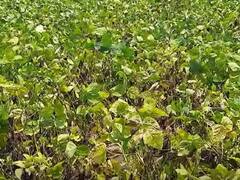 पिकं वाया गेल्यानंतर नांदेड जिल्ह्यात जोरदार पाऊस, तीन दिवसांपासून पावासाची रिपरिप