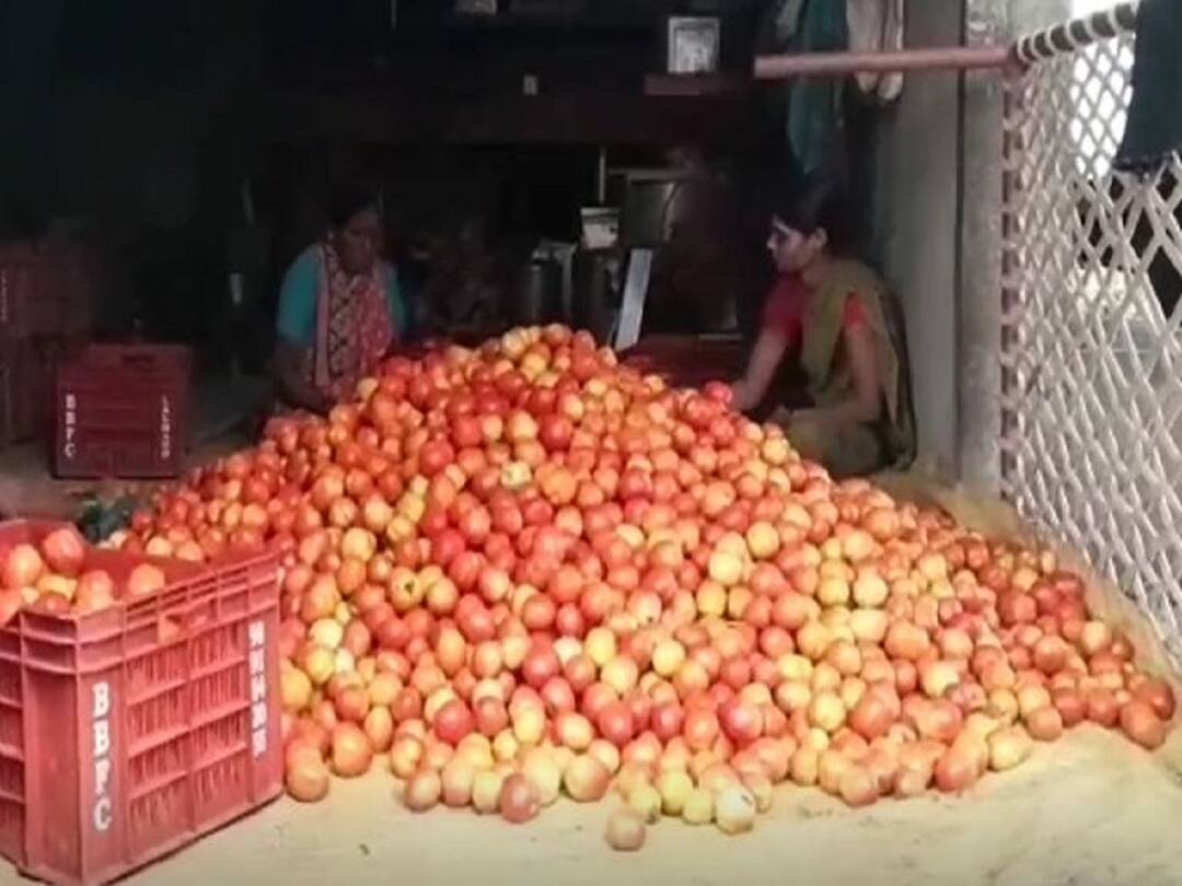 Tomato Price news Fall in tomato prices, export from modnimb market stopped Tomato Price : टोमॅटो दरात घसरण, मोडनिंबमधून होणारी निर्यात बंद, पाकिस्तानात टोमॅटो निर्यात करण्याची शेतकऱ्यांची मागणी