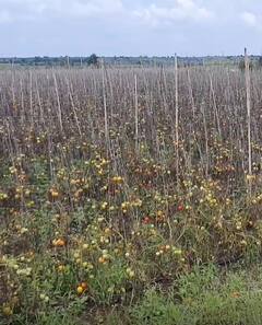 Photo : पावसामुळं पारनेर तालुक्यातील शेती पिकांचं मोठं नुकसान