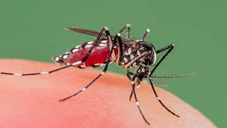 maharashtra News Aurangabad News 12 dengue like patients have been found in 24 hours in Aurangabad औरंगाबादकरांची चिंता वाढली! चोवीस तासांत 12 डेंग्यूसदृश रुग्ण, आरोग्य विभागात खळबळ