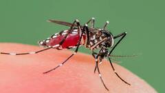 ফের ডেঙ্গি আক্রান্তের মৃত্যু হরিদেবপুরে, উদ্বেগ বাড়াচ্ছে সংক্রমণের সার্বিক ছবি