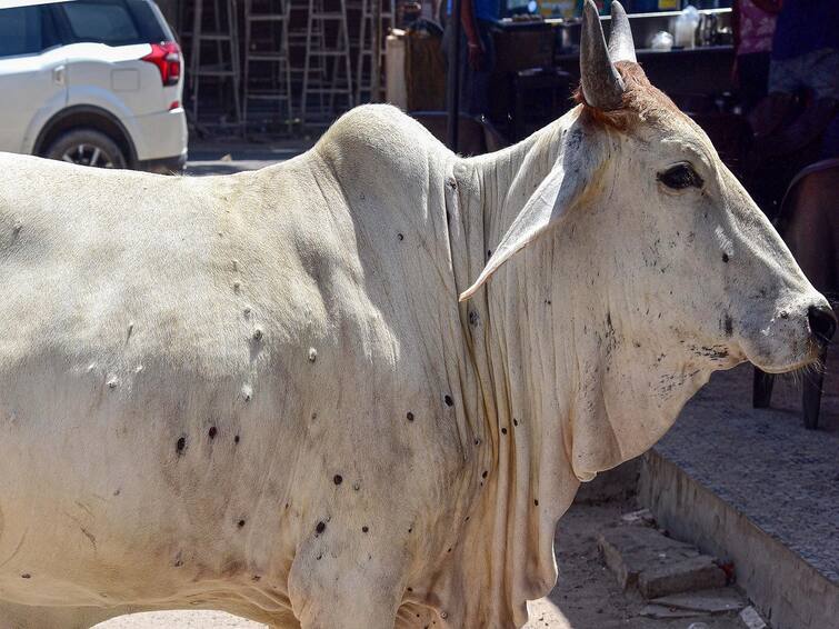 Lumpy vIrus spread in 16 states of India over 58 thousand cows death Lumpy Virus Cases: લમ્પી વાયરસથી દેશભરમાં 58 હજારથી વધુ ગાયોનાં મોત, ગુજરાત સહિત 16 રાજ્યમાં ફેલાઈ બીમારી
