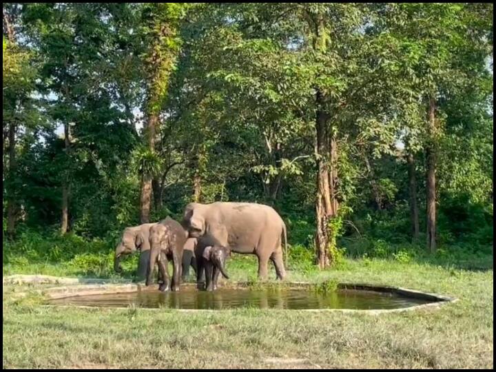 IFS Officer shares post of elephants chilling into water hole made by forest department viral video on social media Viral Video: हाथियों ने पानी में की जमकर मस्ती, IFS अधिकारी ने शेयर किया वीडियो