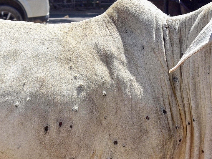 Madhya Pradesh Dhar district  pregnant cow dies due to Lumpy skin disease infection ANN Dhar News: मध्य प्रदेश के धार जिले में लंपी वायरस का फैलना शुरू, गर्भवती गाय की मौत से हड़कंप