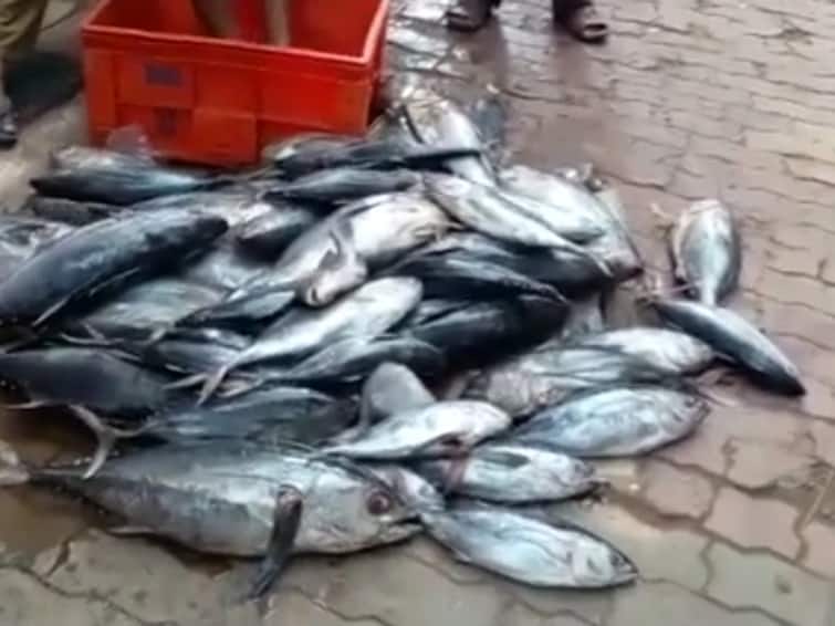 kanyakumari 500 kilo rotten fish seized in a hotel TNN கன்னியாகுமரி: செயலிழந்த உணவு பாதுகாப்பு துறை; அதிரடி காட்டிய நாகர்கோவில் மாநகராட்சி