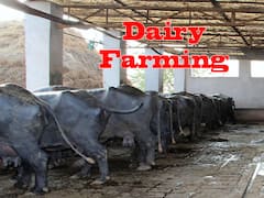 दुग्ध उत्पादन में भारत नंबर 1, इस तरह खुद का डेयरी बिजनेस शुरू करके आप भी लाखों कमाएं