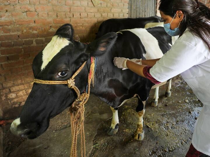 Lumpy Skin Disease : कोल्हापूर जिल्ह्यात लम्पी चर्मरोग बाधित जनावरांची संख्या 108 वर; 9 जनावरांचा मृत्यू In Kolhapur district the number of animals affected by lumpy skin disease is 108 Lumpy Skin Disease : कोल्हापूर जिल्ह्यात लम्पी चर्मरोग बाधित जनावरांची संख्या 108 वर; 9 जनावरांचा मृत्यू