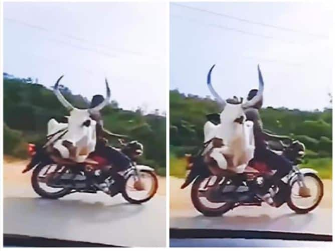 Viral Video: A man carrying a bull on a bike, would not have seen such a video till date Viral Video: ਬਾਈਕ 'ਤੇ ਬਲਦ ਲੈ ਕੇ ਜਾ ਰਿਹਾ ਵਿਅਕਤੀ, ਨਹੀਂ ਦੇਖੀ ਹੋਵੇਗੀ ਅੱਜ ਤੱਕ ਤੁਸੀਂ ਅਜਿਹੀ ਵੀਡੀਓ