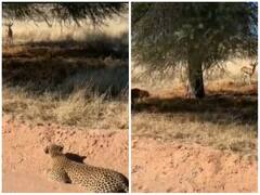 जंगल में शिकार के लिए तेंदुए ने दिखाई गजब की स्किल, वीडियो हुआ वायरल