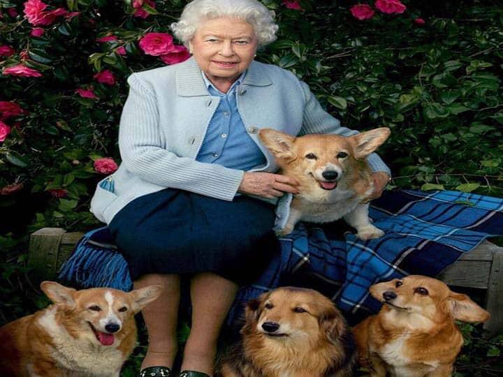 Queen Elizabeth's Dog Corgis now will be Cared By her son Prince Andrew know all the details कौन करेगा क्वीन एलिजाबेथ द्वितीय के पालतू कुत्तों की देखभाल? जानें