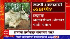 What is Lumpy Disease : लम्पी आजाराची लक्षणं काय? पशुपालकांनी काय काळजी घ्यावी? Special Report