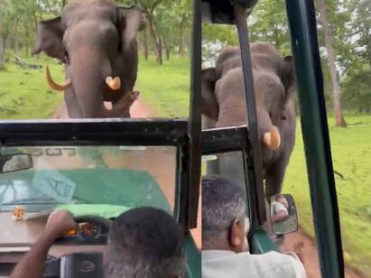 Anand Mahindra shares video of worlds best Bolero driver யானையிடமிருந்து தப்பித்து மாஸ் காட்டிய ட்ரைவர்.. கேப்டன் கூல் என பட்டம் கொடுத்த ஆனந்த் மஹிந்த்ரா