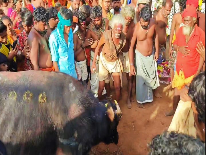 சிவகங்கை அருகே நரிக்குறவர்கள் எருமை மாடு, ஆட்டு கிடாக்களை பலியிட்டு நூதனத் திருவிழா