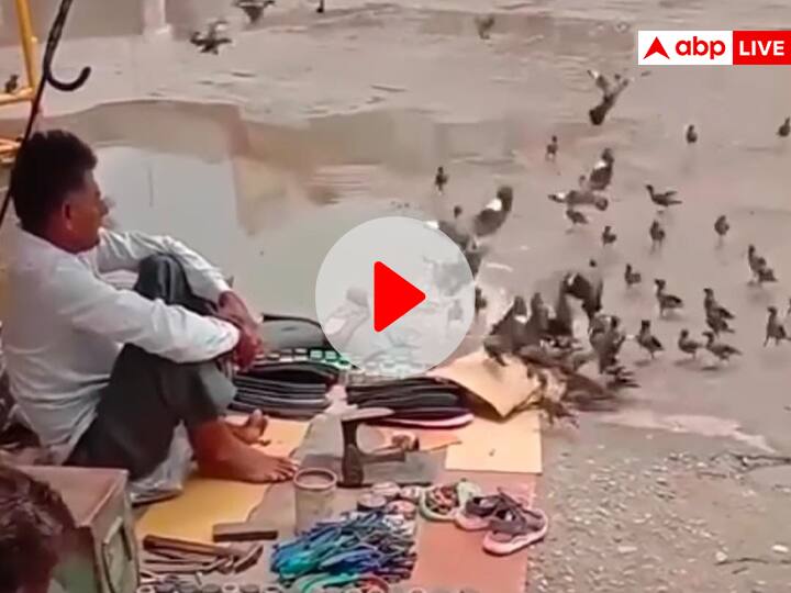 Cobbler giving food to many birds on road heart winning viral video on social media Viral Video: मोची ने पक्षियों को खिलाया भरपेट खाना, दिल छू लेने वाला वीडियो देखिए
