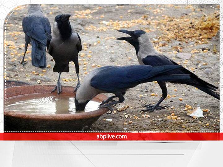 मातृ नवमी के दिन सुबह जल्दी स्नान करने के बाद सफेद कपड़े पहने चाहिए. घर की दक्षिण दिशा में एक चौकी पर सफेद आसन बिछाएं. अब इस पर मृत परिजन की फोटो रखकर उन्हें फूलों की माला पहनाएं. उनकी फोटो के आगे काले तिल का दीपक जलाएं.