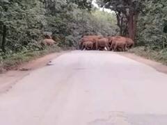 जशपुर में घूम रहे 65 हाथियों के दल से दहशत, 150 से ज्यादा गांव में अलर्ट जारी, वन विभाग ने की ये अपील